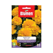 Semi -Tagete Dual Blumengelb Zwerg