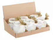 12x Candela Prof. Kim C-VT Pigna im Display