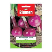 Tropea Blumen süße rote Zwiebelsamen