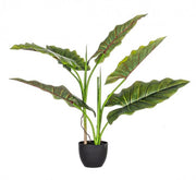 4x Dieffenbachia-Pflanze C-Vaso 7 Fogglie H78