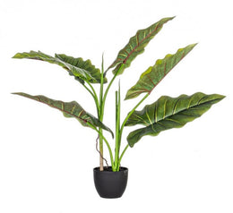 4x Dieffenbachia-Pflanze C-Vaso 7 Fogglie H78
