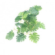 Ausgabe gefälschter Edera Länge 2,1 Meter