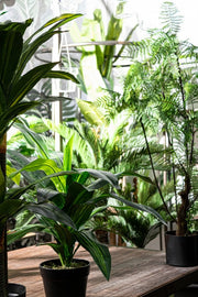 2x Dracena Plan C-Vaso 24 Fogglie H65