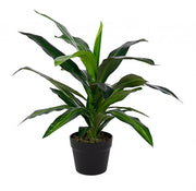 2x Dracena Plan C-Vaso 24 Fogglie H65