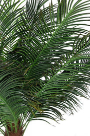 Palmpflanze mit Vase 21 Innenblättern 300 Stunden cm