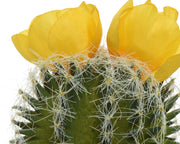 Kaktusanlage mit Vase 7,5x7,5x24H CM