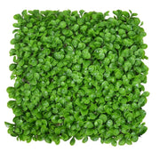 Peperomia Panel CM50x50H0.5