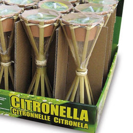 Torce Alta in Esposit. Aus PC. 16 H.