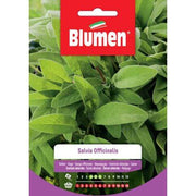 Samen officinalis Salbei