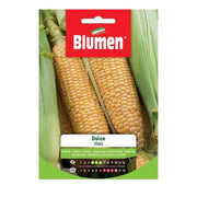 Zuckermaissamen im Umschlag