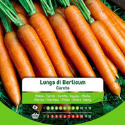 Berlicum lange Karottensamen in der Tasche