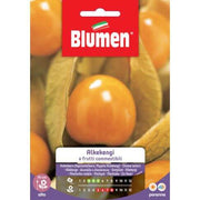 Semi Alkekengi essbare Früchte