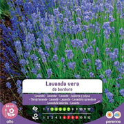 Echte Lavendelsamen aus der Grenze im Umschlag