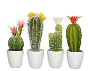 Kaktusanlage mit Vase 7,5x7,5x24H CM