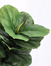 4x Plan Ficus lyrata c-vaso 72foglie H120