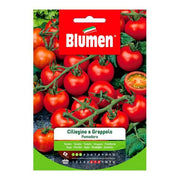 Pachino -Kirsch -Tomatensamen