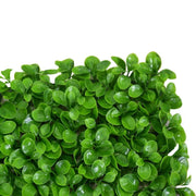 Peperomia Panel CM50x50H0.5