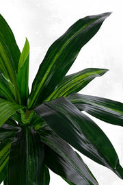 2x Dracena Plan C-Vaso 24 Fogglie H65