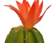 Kaktusanlage mit Vase 7,5x7,5x24H CM