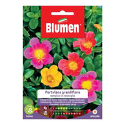 Einzelne gemischte Samen von Portulaca grandiflora