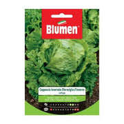 Semi -Salat Winterhaube Blumen