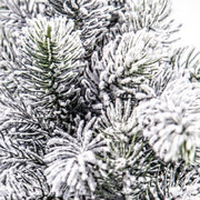 6x Baum Oregon Snowy H60