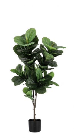 4x Plan Ficus lyrata c-vaso 72foglie H120