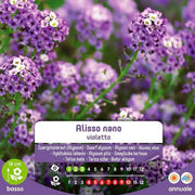 Alisso Alisso Violetto Samen im Umschlag