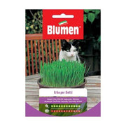 Samengras für Blumenkatzen