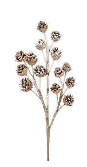 12x Hartley Pigne x14f Rhohus Bloud H51