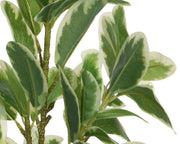 Plastikanlage mit 25x25x35H CM -Topf