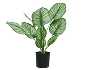Calathea -Pflanze in Polyester mit Vase D44X31H CM
