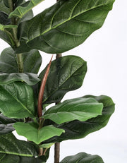 2x Plan Ficus lyrata c-vaso 39 Foglie H145