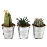 Künstliche Kaktuspflanze in Leia -Töpfen