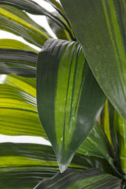 2x Dracena Plan C-Vaso 43 Feathe H88cm