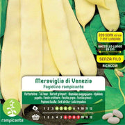 Rampicant Green Green Bohnensamen in Venedig im Maxumschlag