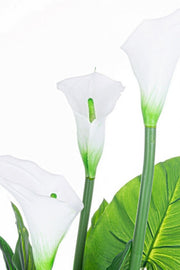 Calla -Pflanze mit Vase 27 Blätter H100