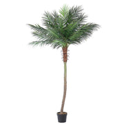 Palmpflanze mit Vase 21 Innenblättern 300 Stunden cm