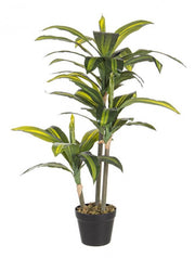 2x Dracena Plan C-Vaso 43 Feathe H88cm