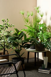 4x Green Desert Plan C-Vaso X9F H120