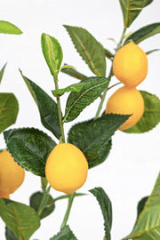 Limonpflanze mit 198 Blättern Cinning CM 120 cm