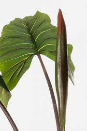 Dekorative Pflanze 10 Blätter Dieffenbachia