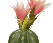 Kaktusanlage mit Vase 7,5x7,5x24H CM