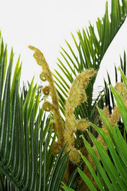 Palma -Pflanze mit 36 ​​inneren Blättern 150 Stunden CM Topf