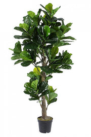 Ficus Lyrata House Decoration House mit Vase