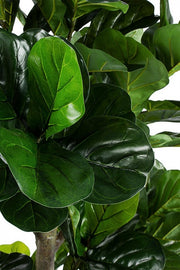 Ficus Lyrata House Decoration House mit Vase