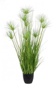 4x Green Desert Plan C-Vaso X9F H120