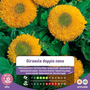 Doppelzwerg -Sonnenblumenkerne im Umschlag