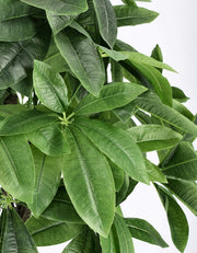 2x Pachira Wasserpflanze C-VASO 280F H120