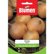 Goldene Zwiebelsamen